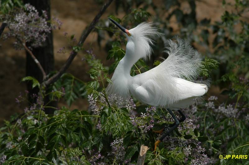 Egretta thula